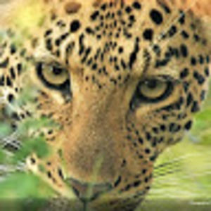 Meet your Posher, Joseph j